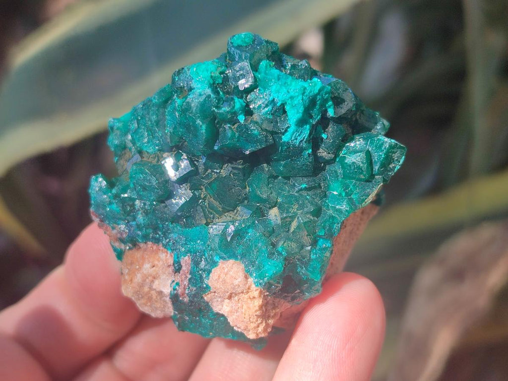 Natural Dioptase Specimens on Dolomite Matrix x 12 From Tantara Mine, Congo - Toprock Gemstones and Minerals 
