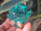 Natural Dioptase Specimens on Dolomite Matrix x 12 From Tantara Mine, Congo - Toprock Gemstones and Minerals 