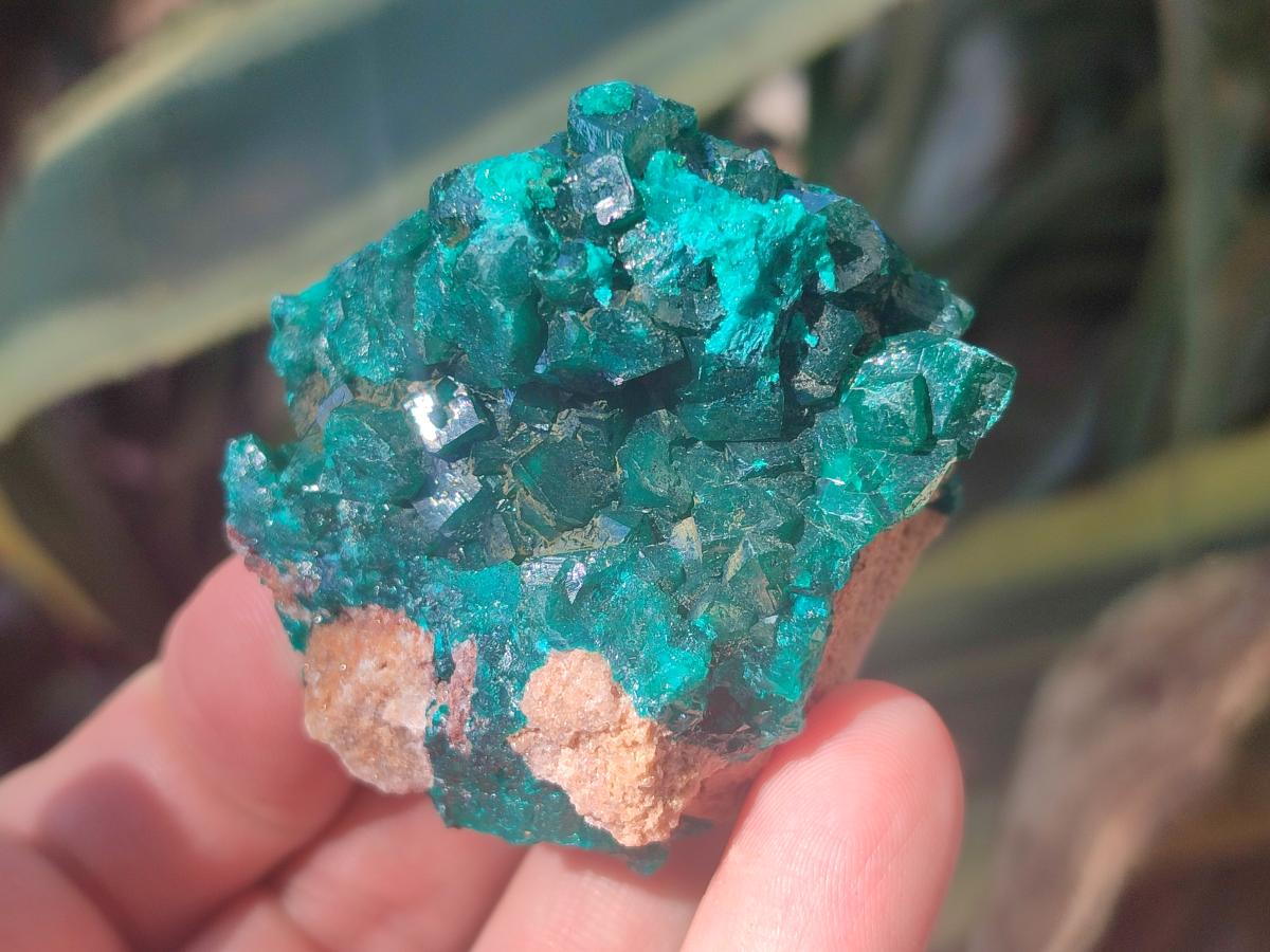 Natural Dioptase Specimens on Dolomite Matrix x 12 From Tantara Mine, Congo - Toprock Gemstones and Minerals 