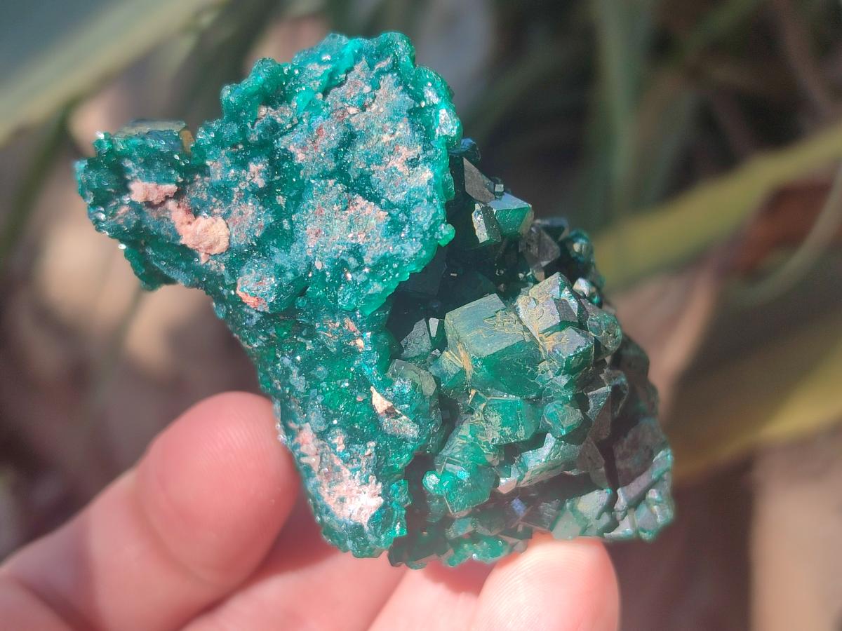 Natural Dioptase Specimens on Dolomite Matrix x 12 From Tantara Mine, Congo - Toprock Gemstones and Minerals 