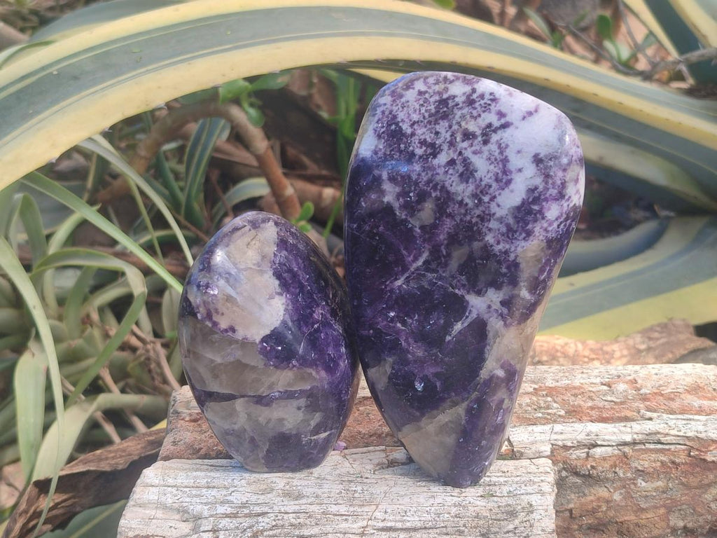 Polished Large Silver Leaf Lepidolite Standing Display Pieces x 6 From Zimbabwe - Toprock Gemstones and Minerals 