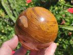 Polished Large Picture Stone Jasper Spheres x 2 From Namibia - Toprock Gemstones and Minerals 