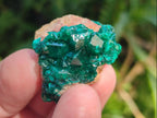 Natural Dioptase Specimens on Dolomite Matrix x 20 From Tantara Mine, Congo - Toprock Gemstones and Minerals 