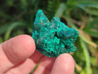 Natural Dioptase Specimens on Dolomite Matrix x 20 From Tantara Mine, Congo - Toprock Gemstones and Minerals 