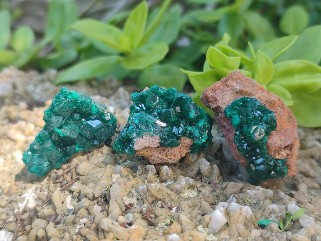 Natural Dioptase Specimens on Dolomite Matrix x 20 From Tantara Mine, Congo - Toprock Gemstones and Minerals 