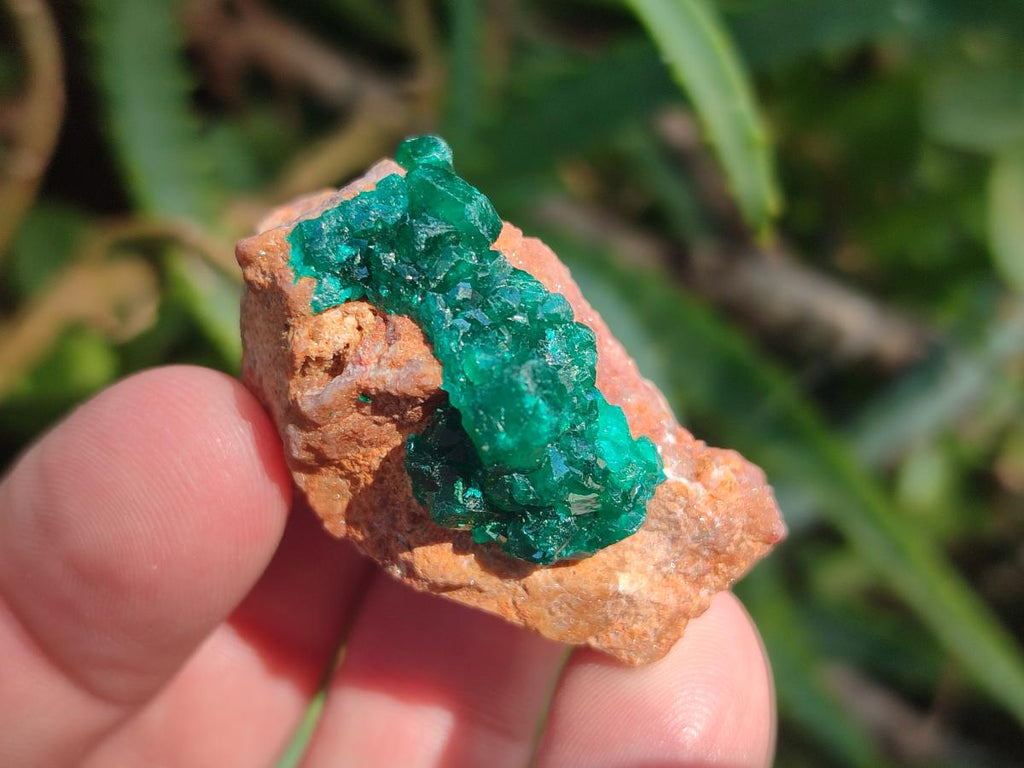 Natural Dioptase Specimens on Dolomite Matrix x 20 From Tantara Mine, Congo - Toprock Gemstones and Minerals 