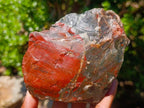 Natural Cobbed Bloodstone Specimens x 6 From Swaziland - Toprock Gemstones and Minerals 