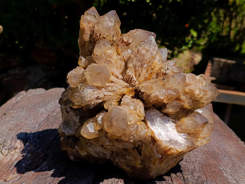Natural XL Cascading Splayed Smokey Citrine Quartz Cluster x 1 From Luena, Congo - Toprock Gemstones and Minerals 