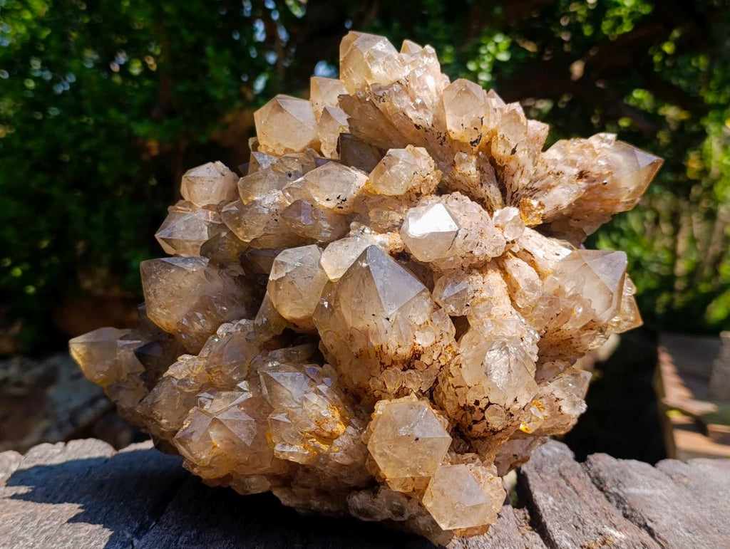Natural XL Cascading Splayed Smokey Citrine Quartz Cluster x 1 From Luena, Congo - Toprock Gemstones and Minerals 