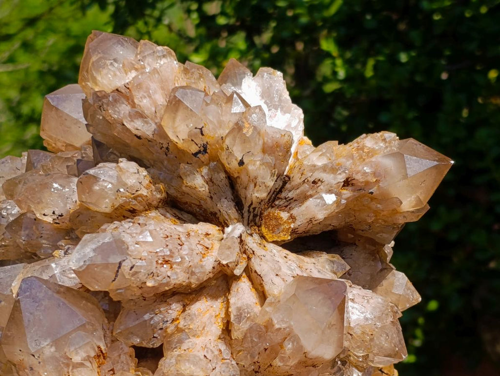 Natural XL Cascading Splayed Smokey Citrine Quartz Cluster x 1 From Luena, Congo - Toprock Gemstones and Minerals 