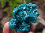 Natural Dioptase Specimens on Dolomite Matrix x 6 From Tantara Mine, Congo - Toprock Gemstones and Minerals 
