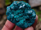 Natural Dioptase Specimens on Dolomite Matrix x 6 From Tantara Mine, Congo - Toprock Gemstones and Minerals 