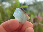 Natural Rare Aquamarine in Black Tourmaline Semi Crystal Specimens x 1,83 Kg Lot From Karibib, Namibia - Toprock Gemstones and Minerals 