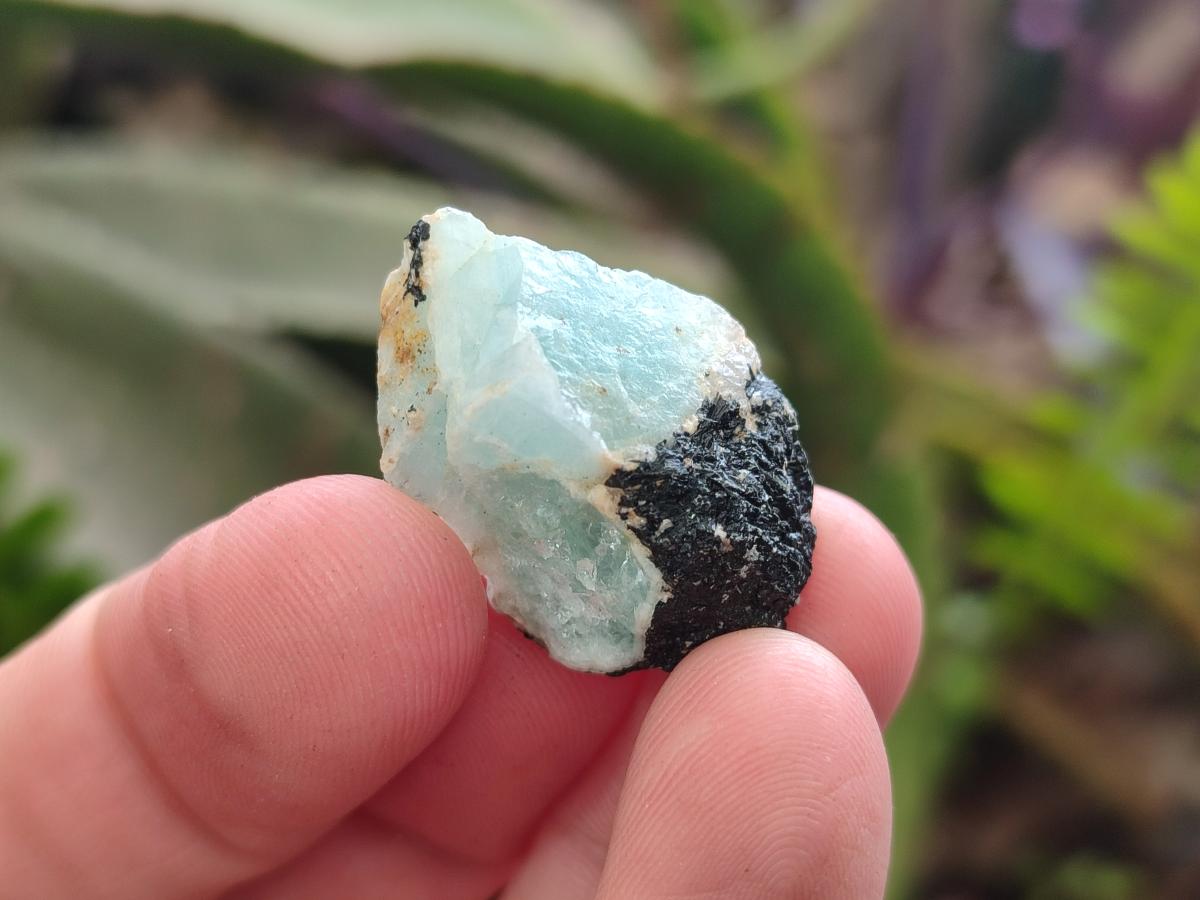 Natural Rare Aquamarine in Black Tourmaline Semi Crystal Specimens x 1,83 Kg Lot From Karibib, Namibia - Toprock Gemstones and Minerals 