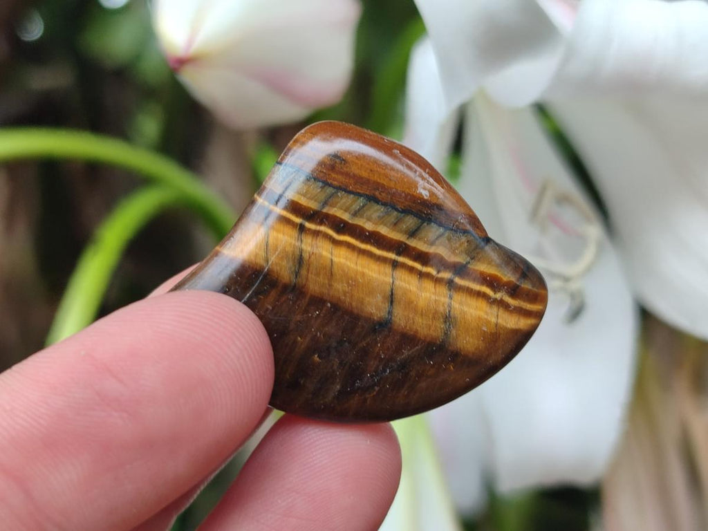 Polished Golden Tigers Eye Tumbled Slices x 2,05 Kg Lot From Prieska, South Africa - Toprock Gemstones and Minerals 