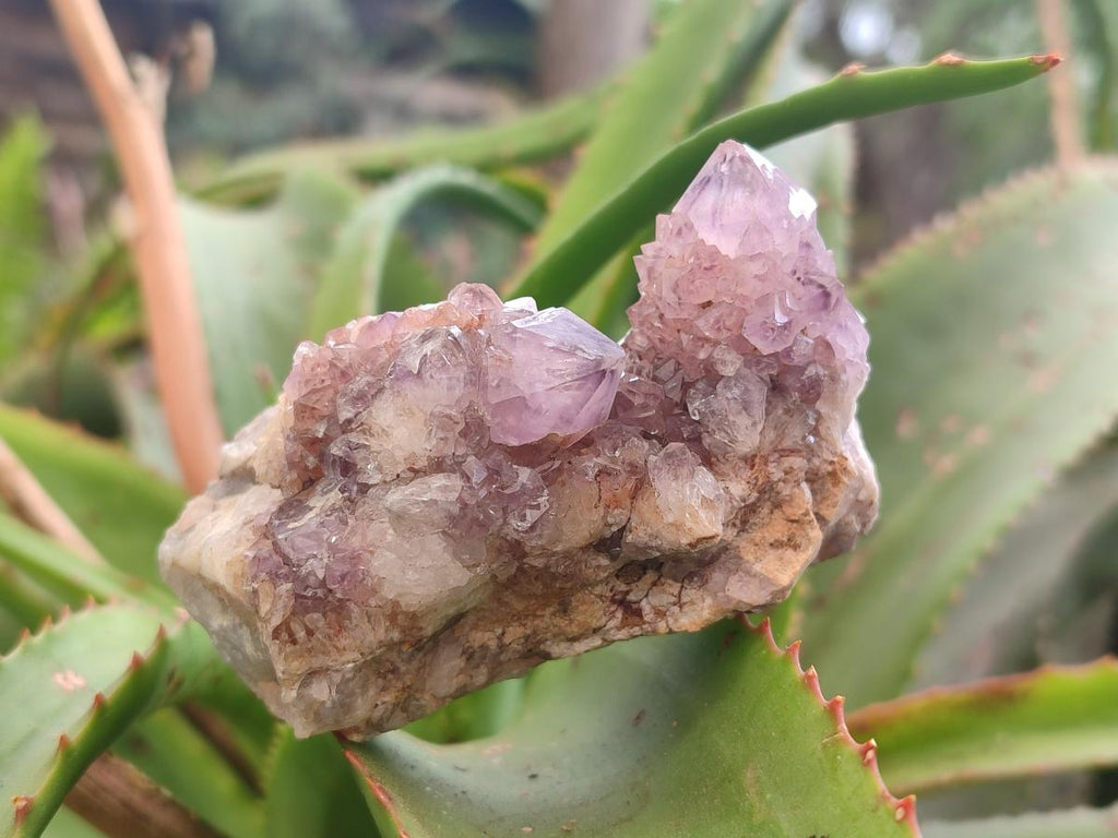 Natural Mix of Spirit Quartz Clusters x 12 From Boekenhouthoek, South Africa - Toprock Gemstones and Minerals 