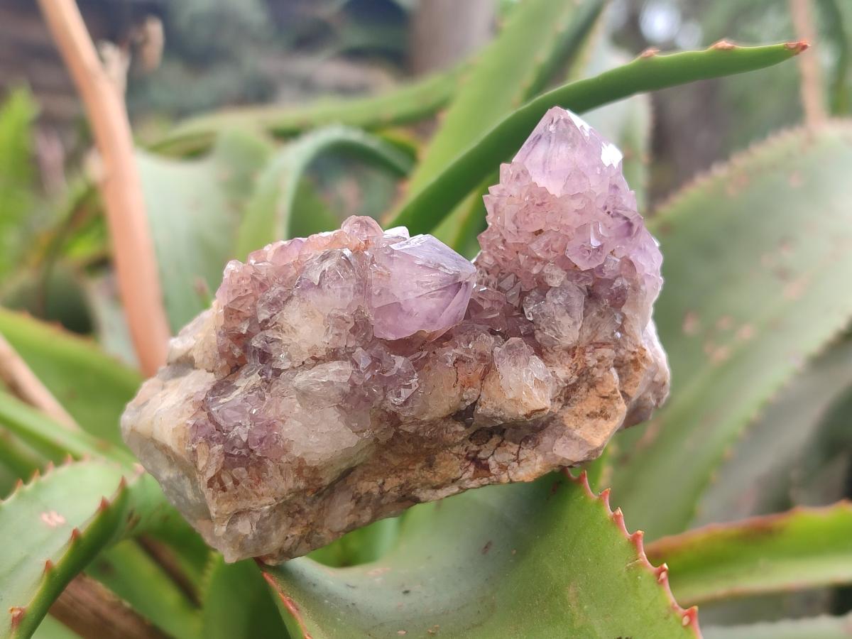 Natural Mix of Spirit Quartz Clusters x 12 From Boekenhouthoek, South Africa - Toprock Gemstones and Minerals 