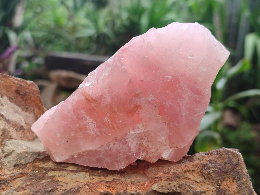 Natural Cobbed Rose Quartz Specimens x 10 From Northern Cape, South Africa - Toprock Gemstones and Minerals 