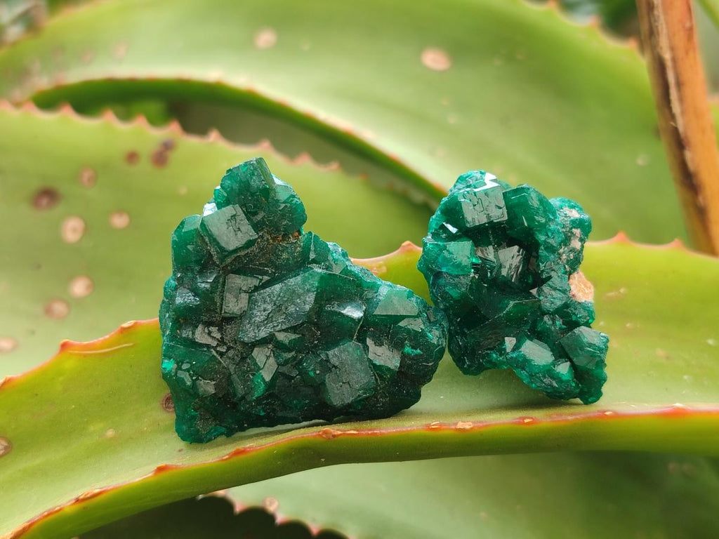 Natural Dioptase Specimens on Dolomite Matrix x 24 From Tantara Mine, Congo - Toprock Gemstones and Minerals 