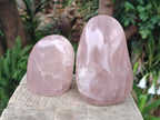 Polished Gemmy Rose Quartz Standing Display Pieces x 2 From Madagascar - Toprock Gemstones and Minerals 