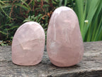 Polished Gemmy Rose Quartz Standing Display Pieces x 2 From Madagascar - Toprock Gemstones and Minerals 