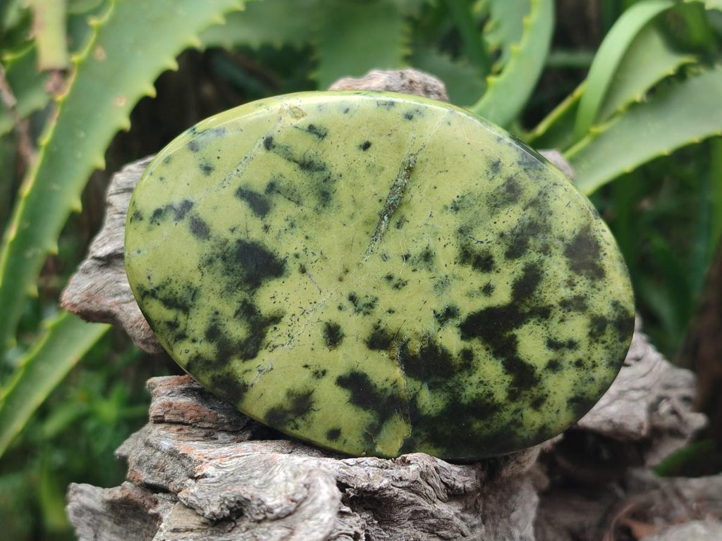 Polished Leopard Stone Free Forms x 5 From Zimbabwe - Toprock Gemstones and Minerals 