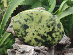 Polished Leopard Stone Free Forms x 5 From Zimbabwe - Toprock Gemstones and Minerals 