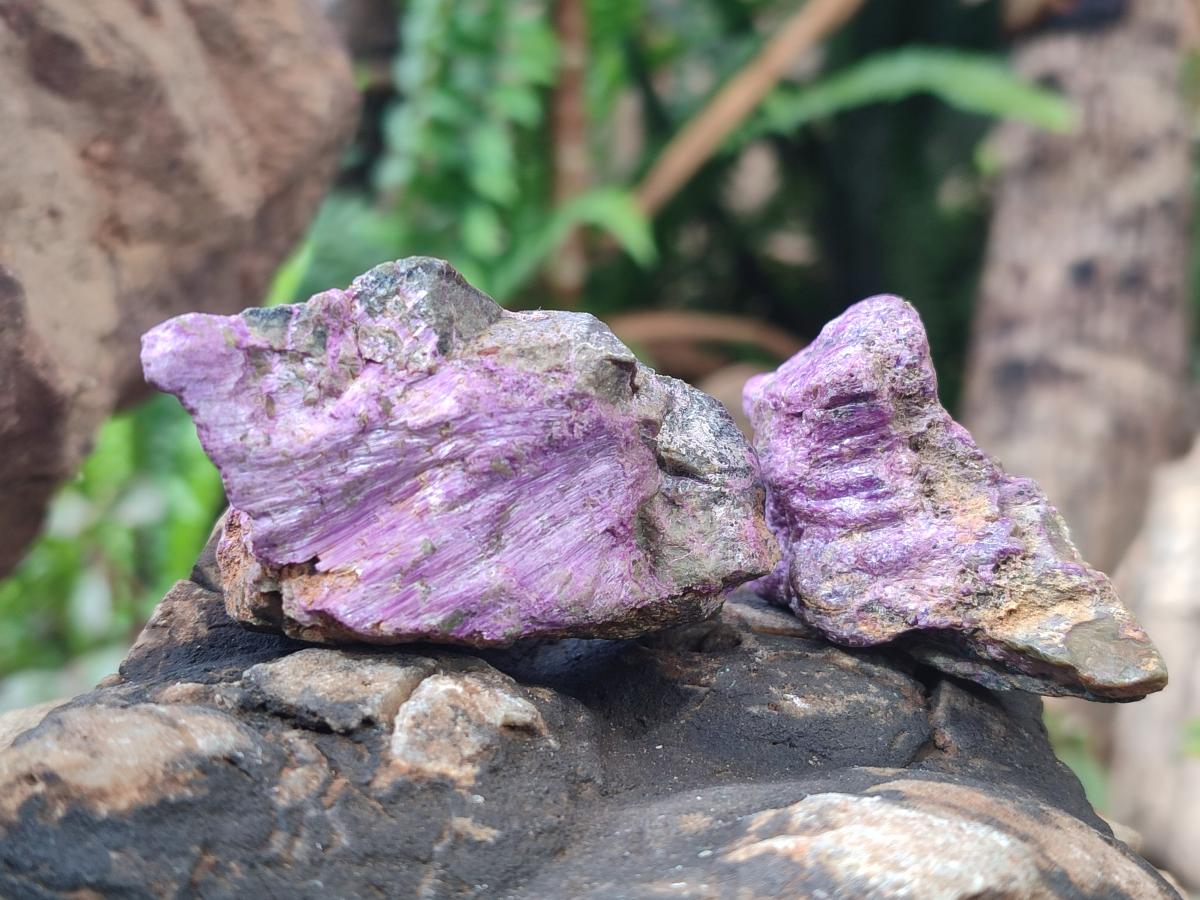 Natural Cobbed Stichtite Specimens x 35 From Barberton, South Africa