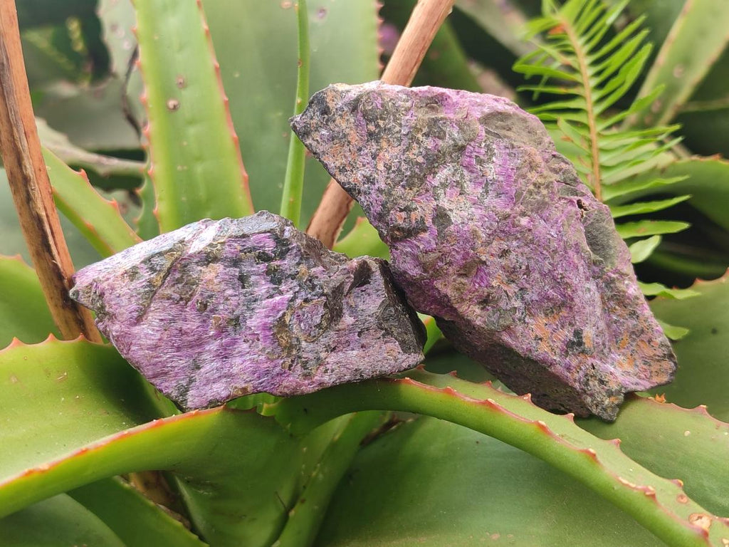 Natural Cobbed Stichtite Specimens x 35 From Barberton, South Africa