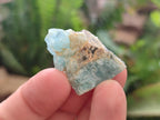 Natural Rare Aquamarine in Black Tourmaline Crystal Specimens x 1,48 Kg Lot From Karibib, Namibia