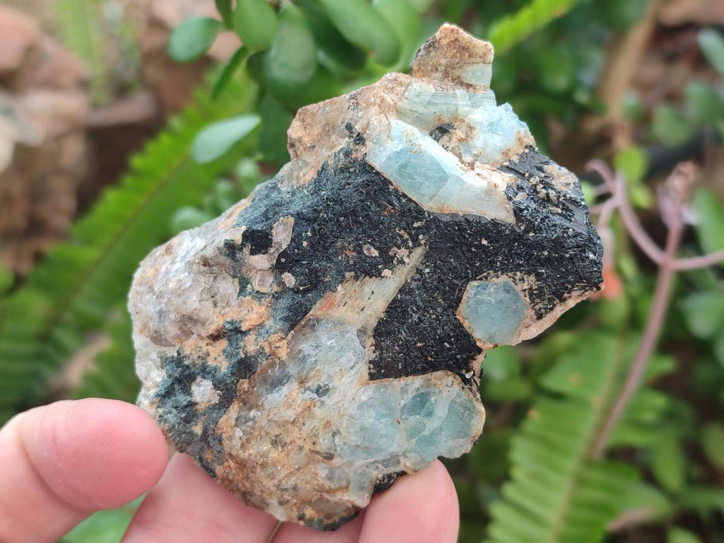 Natural Rare Aquamarine in Black Tourmaline Crystal Specimens x 1,48 Kg Lot From Karibib, Namibia