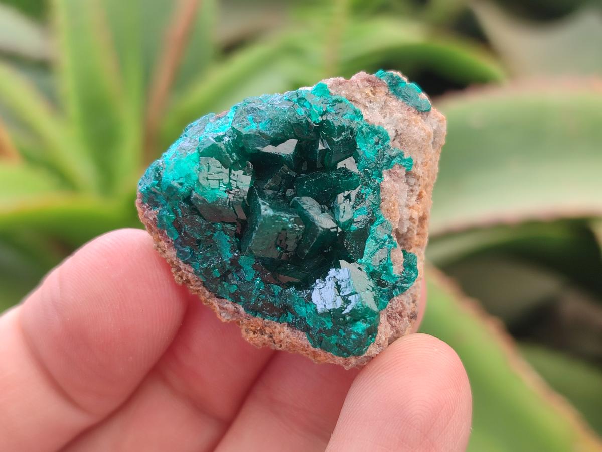 Natural Dioptase Specimens on Dolomite Matrix x 12 From Tantara Mine, Congo
