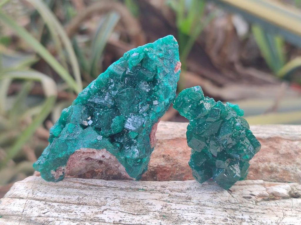 Natural Dioptase Specimens on Dolomite Matrix x 12 From Tantara Mine, Congo