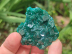 Natural Dioptase Specimens on Dolomite Matrix x 12 From Tantara Mine, Congo