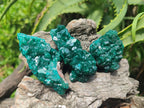 Natural Dioptase Specimens on Dolomite Matrix x 12 From Tantara Mine, Congo