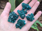 Natural Dioptase Specimens on Dolomite Matrix x 12 From Tantara Mine, Congo