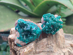 Natural Dioptase Specimens on Dolomite Matrix x 12 From Tantara Mine, Congo