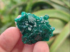 Natural Dioptase Specimens on Dolomite Matrix x 12 From Tantara Mine, Congo