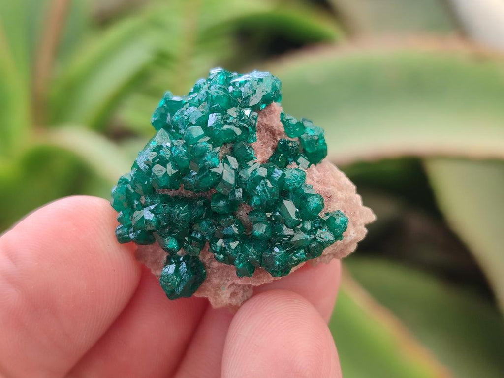 Natural Dioptase Specimens on Dolomite Matrix x 12 From Tantara Mine, Congo