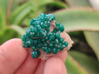 Natural Dioptase Specimens on Dolomite Matrix x 12 From Tantara Mine, Congo