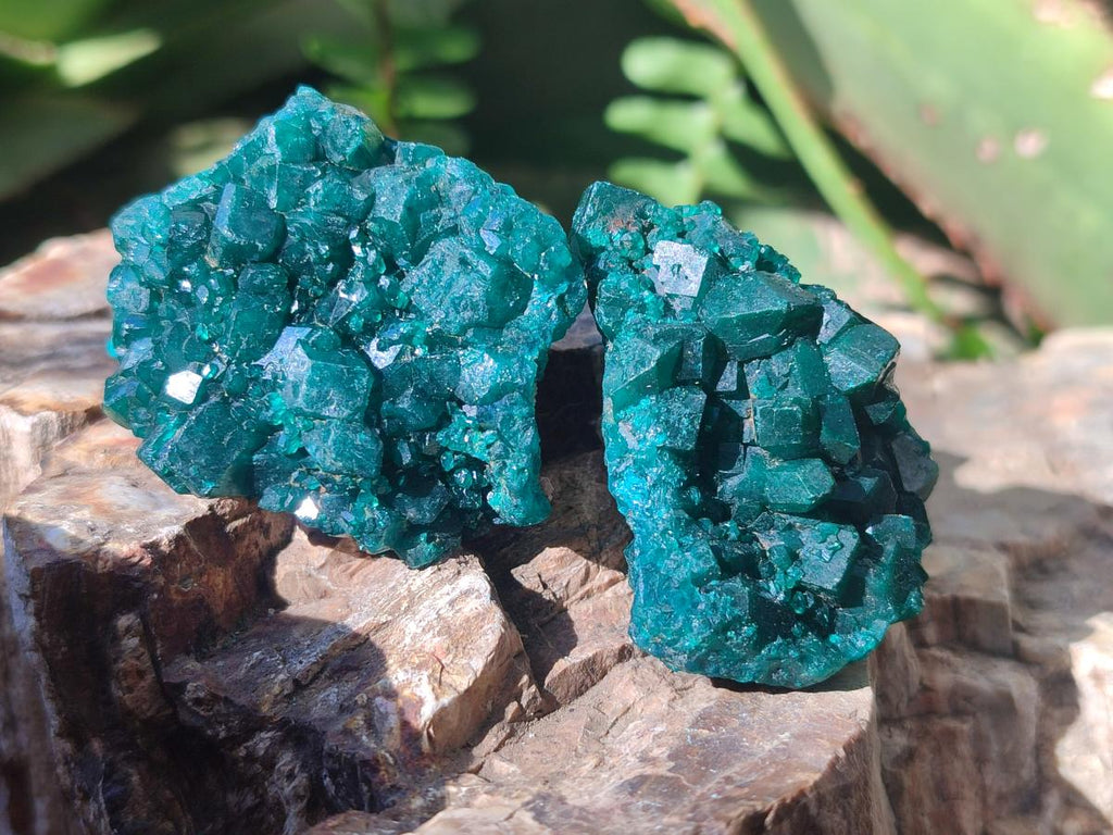 Natural Dioptase Specimens on Dolomite Matrix x 12 From Tantara Mine, Congo