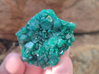 Natural Dioptase Specimens on Dolomite Matrix x 12 From Tantara Mine, Congo