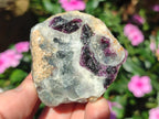 Natural Watermelon Fluorite Cobbed Specimens x 24 From Uis, Namibia