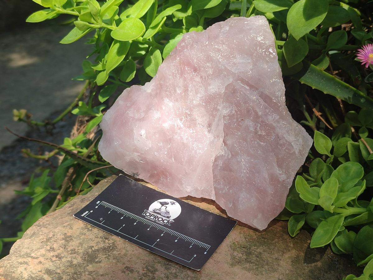 Natural Cobbed Rose Quartz Specimens x 13 From Northern Cape, South Africa
