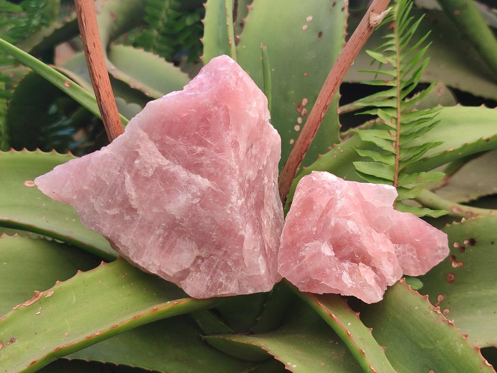 Natural Cobbed Rose Quartz Specimens x 13 From Northern Cape, South Africa