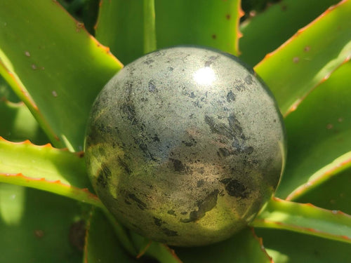 Polished Basalt Pharaoh Stone Spheres x 2 From Iron Duke Mine, Zimbabwe