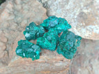 Natural Dioptase Specimens on Dolomite Matrix x 35 From Tantara Mine, Congo