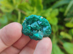 Natural Dioptase Specimens on Dolomite Matrix x 35 From Tantara Mine, Congo