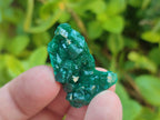 Natural Dioptase Specimens on Dolomite Matrix x 35 From Tantara Mine, Congo