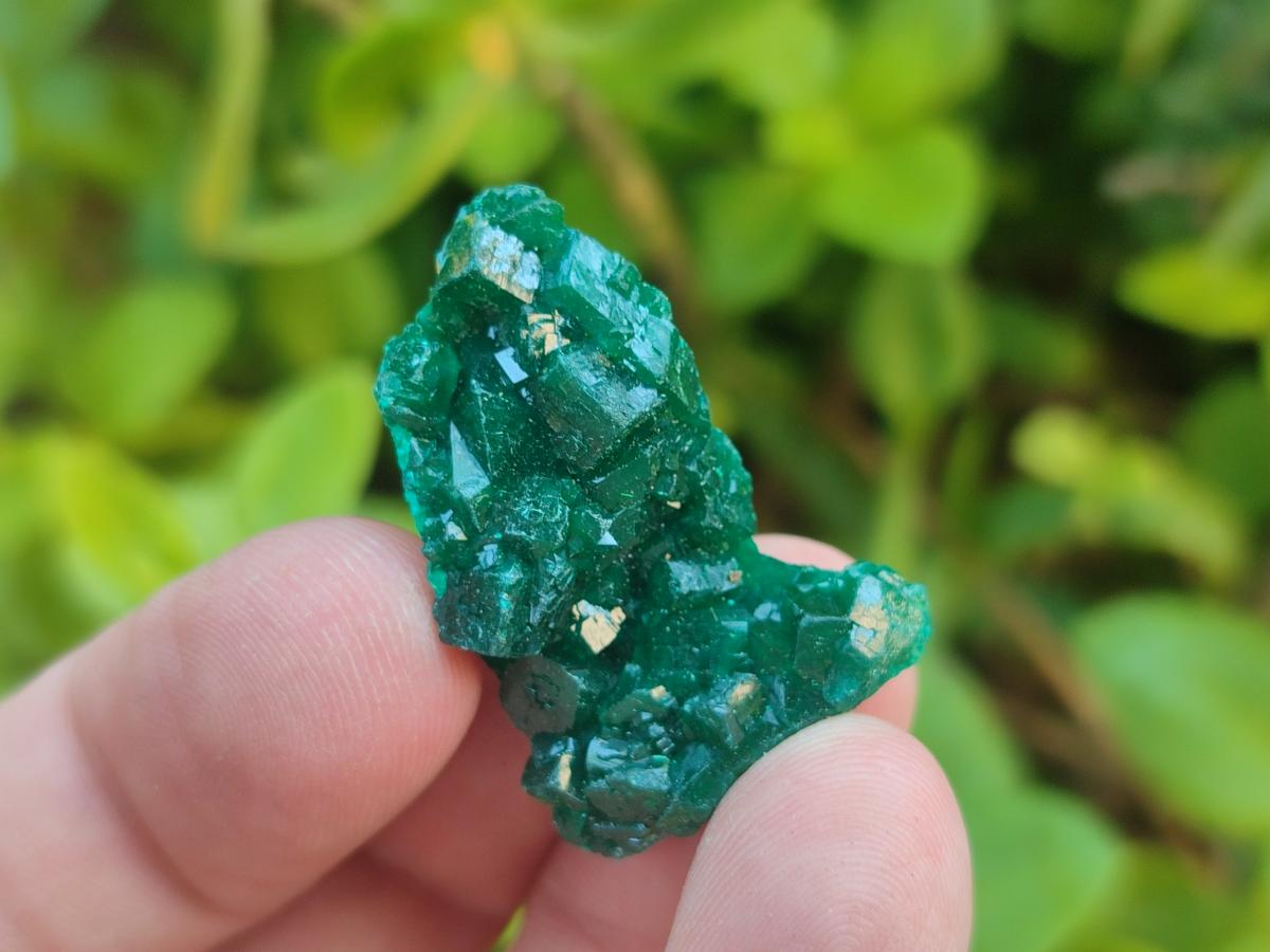 Natural Dioptase Specimens on Dolomite Matrix x 35 From Tantara Mine, Congo